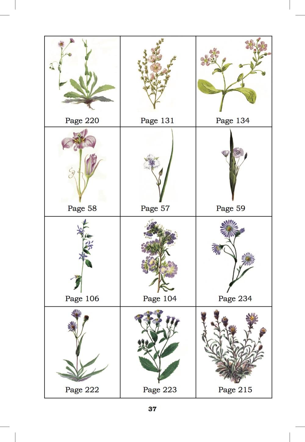 Mount Shasta Wildflowers: A Field Guide Featuring the Paintings of Edward Stuhl Spiral-bound – Unabridged, January 1, 2015