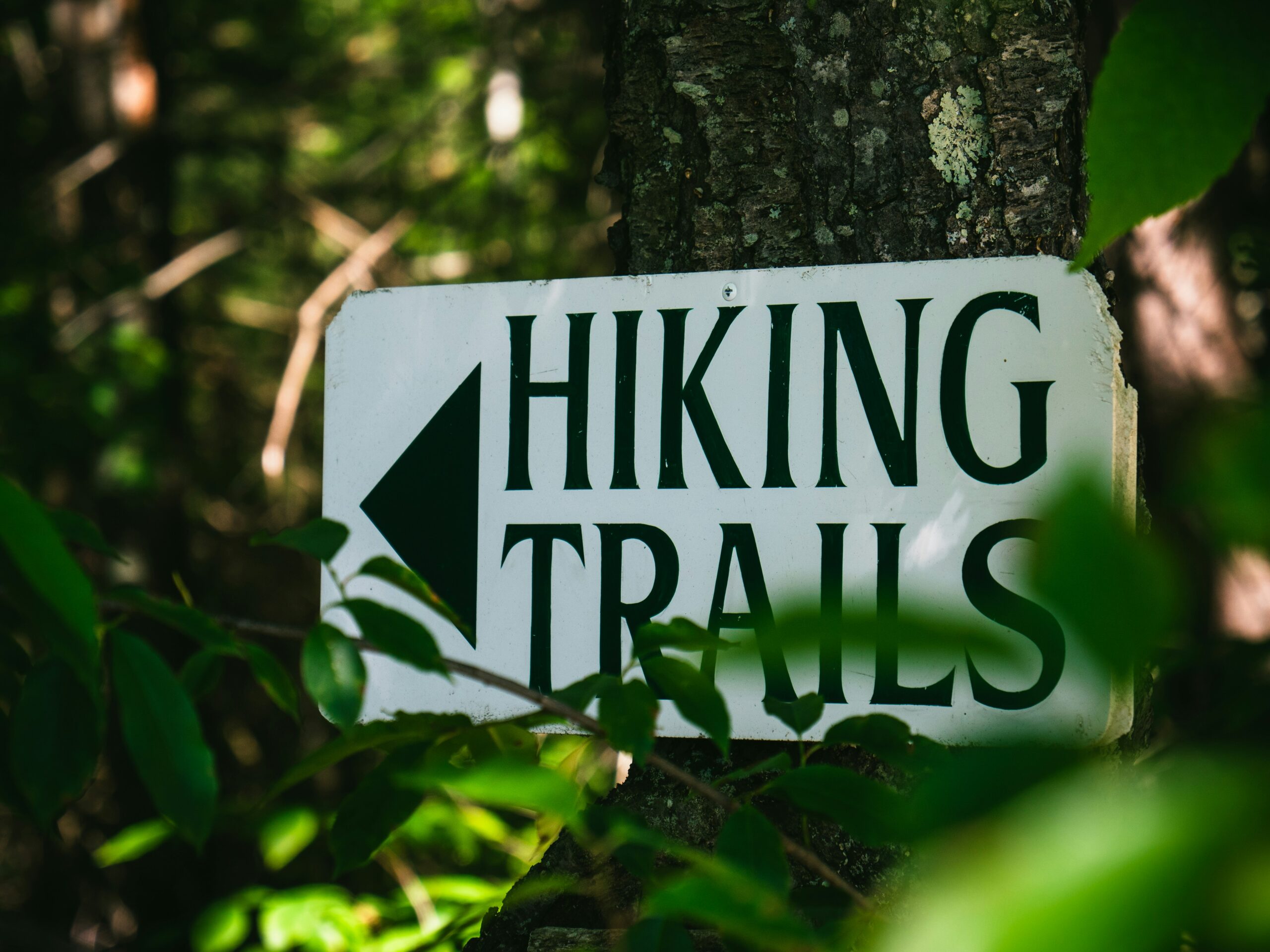 Are There Any Hiking Trails Suitable For Beginners On Mount Shasta?