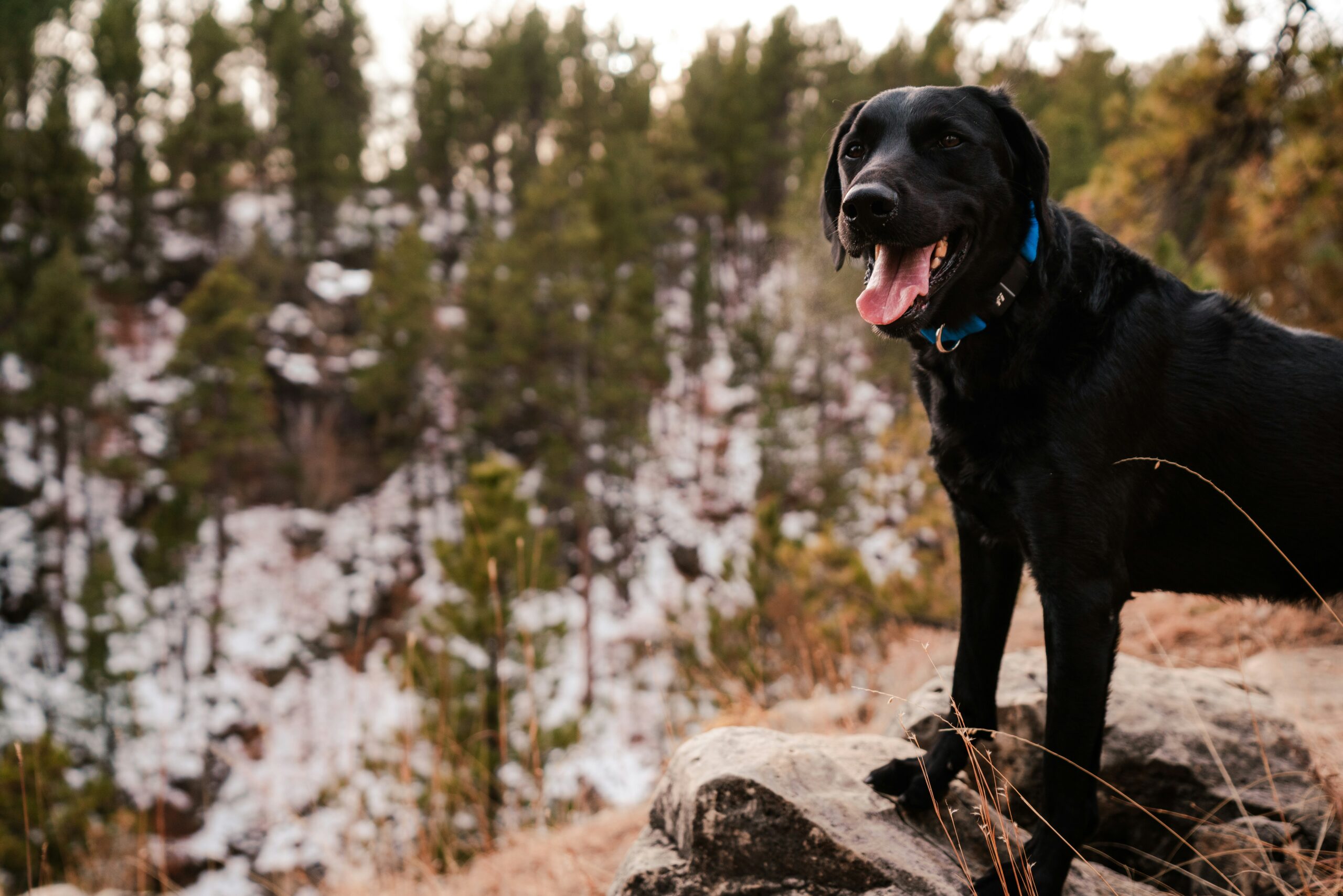 Can I Hike Mount Shasta With My Dog Off-leash?