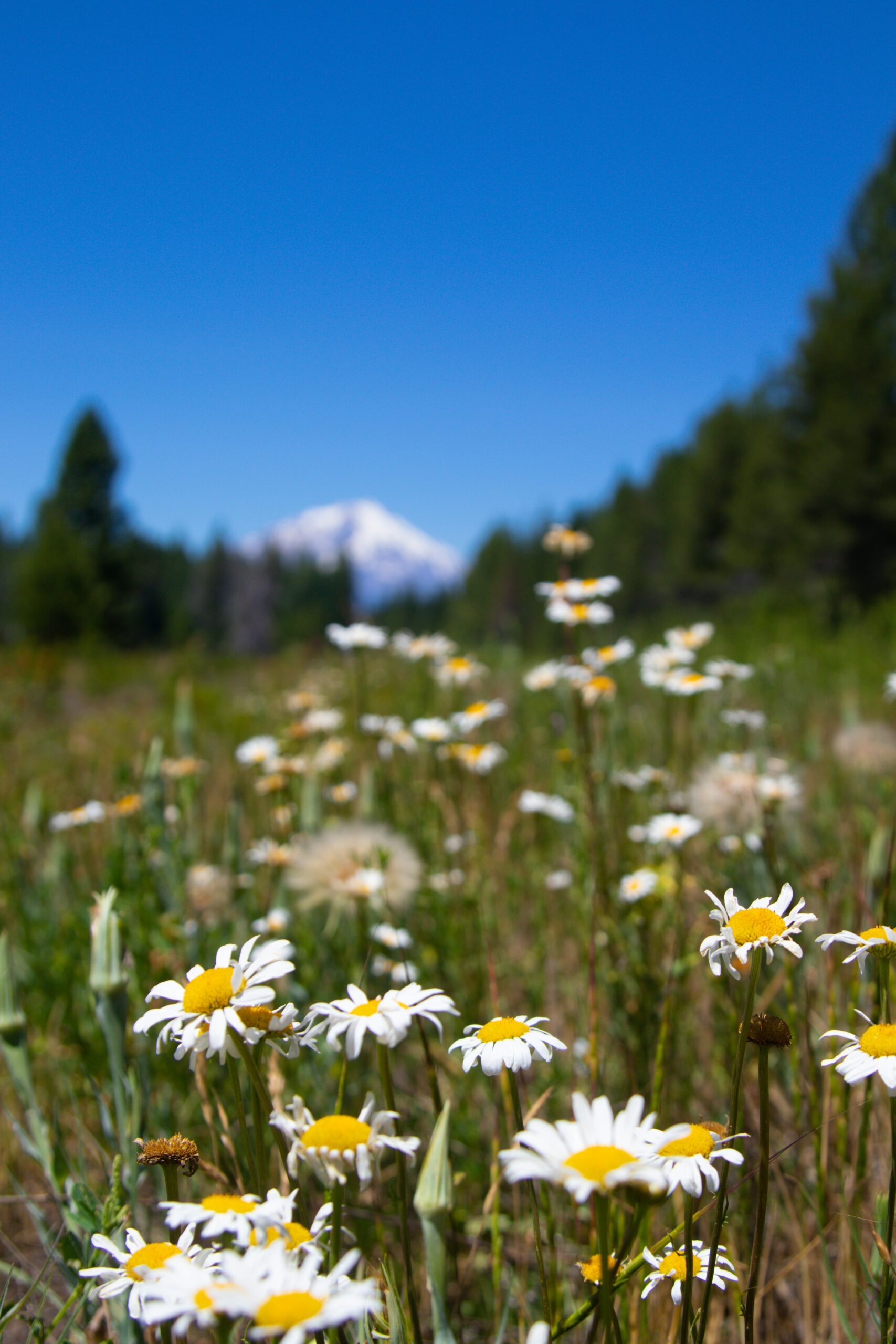 What Are The Most Challenging Hiking Trails On Mount Shasta?