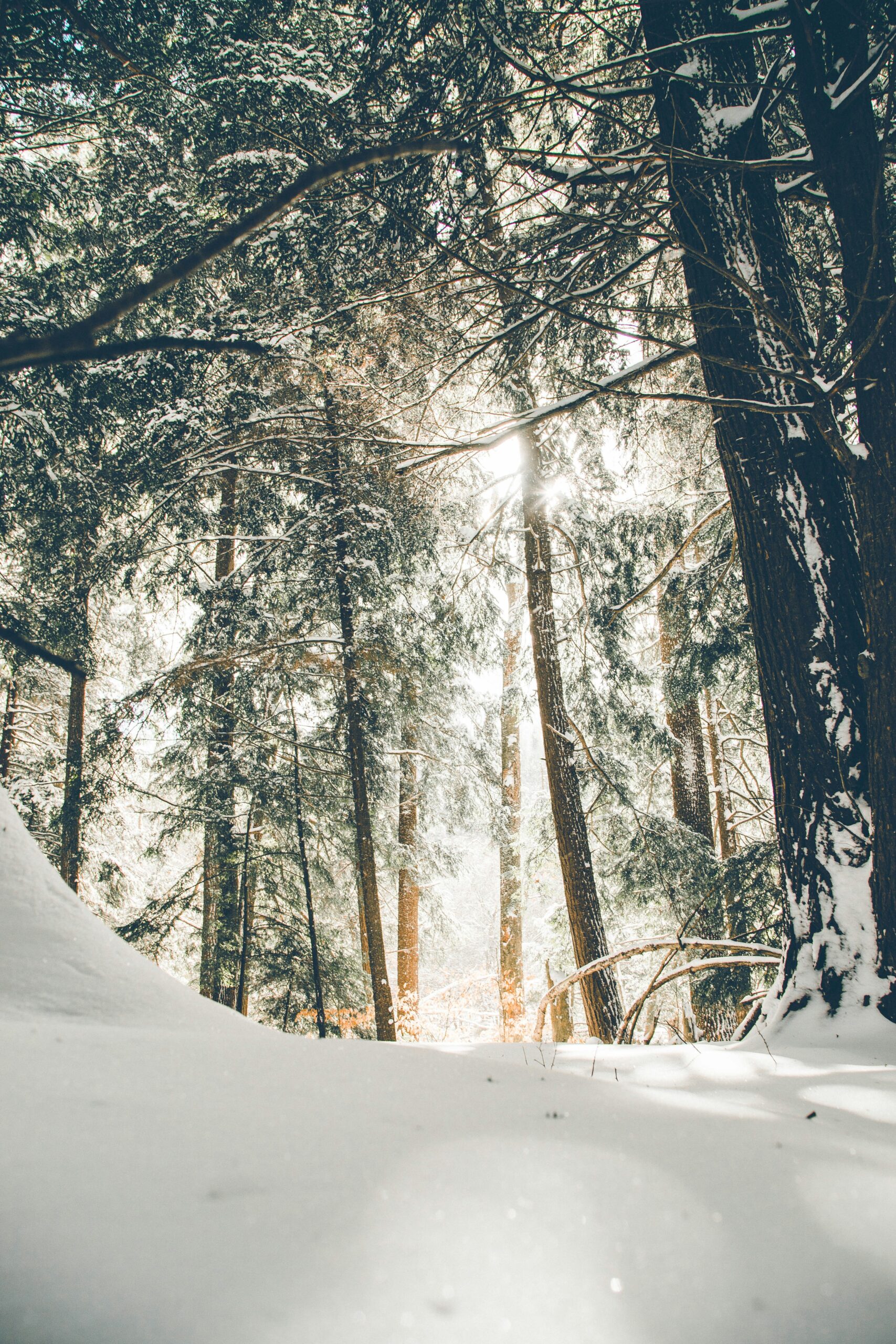 Can You Go Camping In The Winter On Mount Shasta?