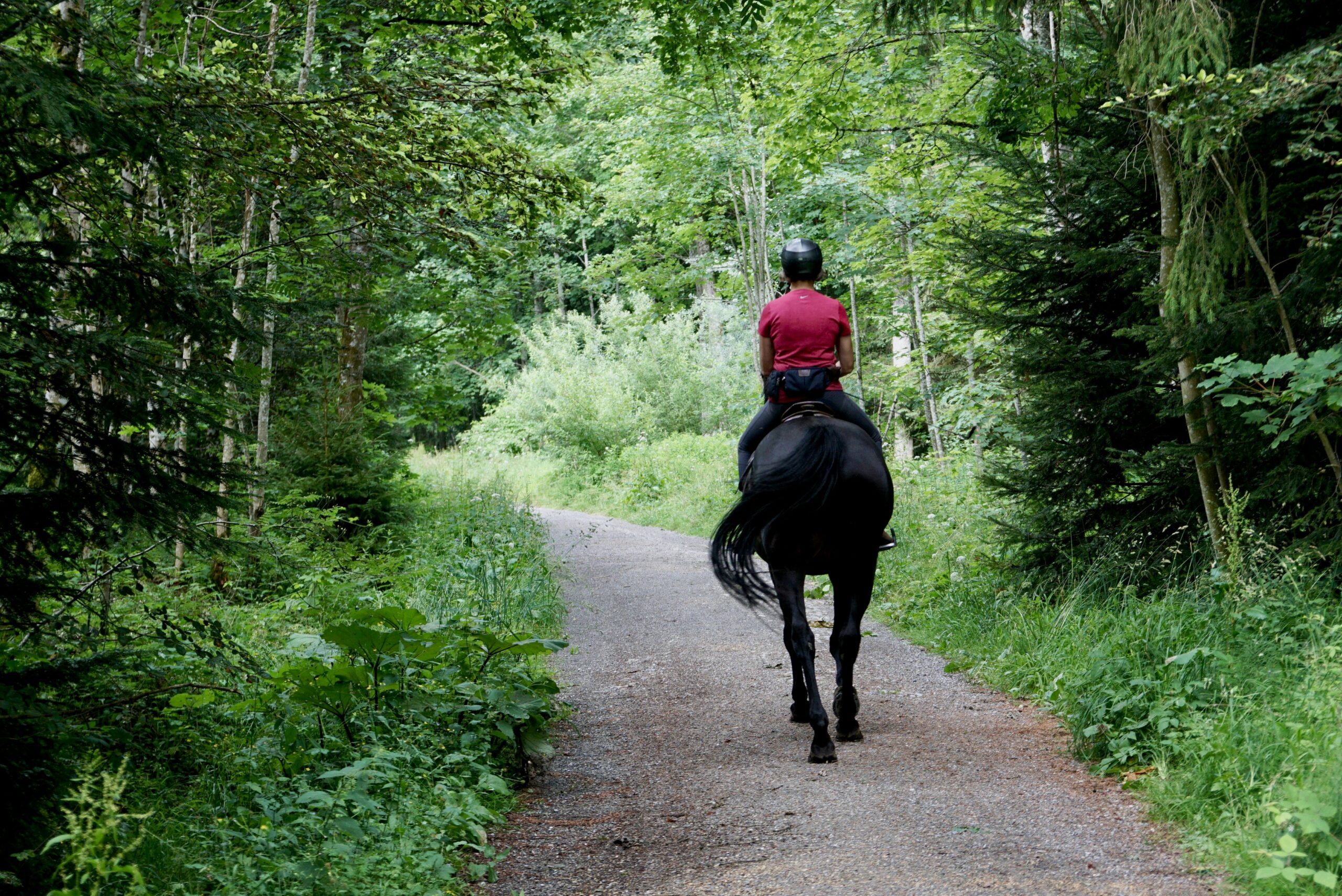 Discover the Beauty of Shasta Wilderness on Horseback