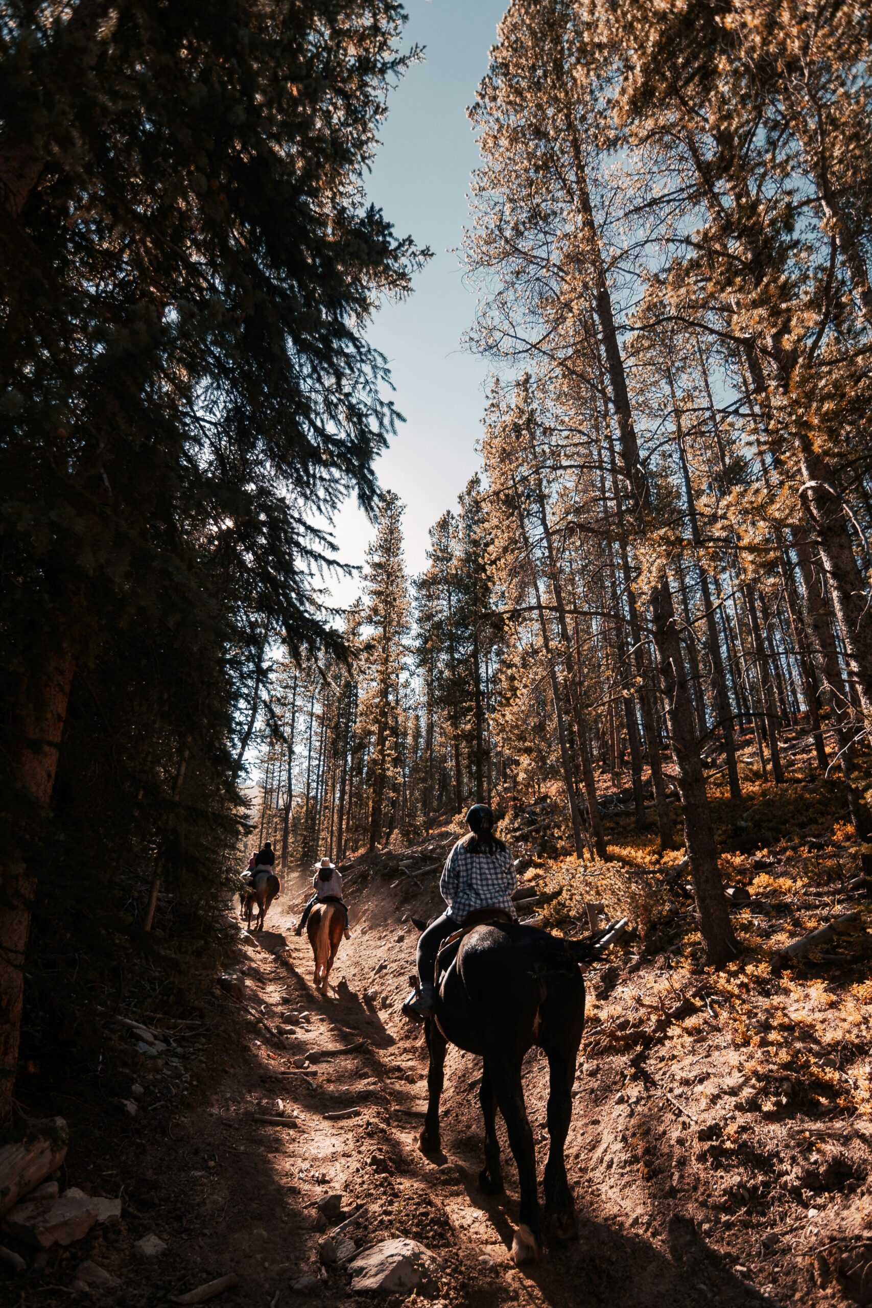 Discover the Beauty of Shasta Wilderness on Horseback