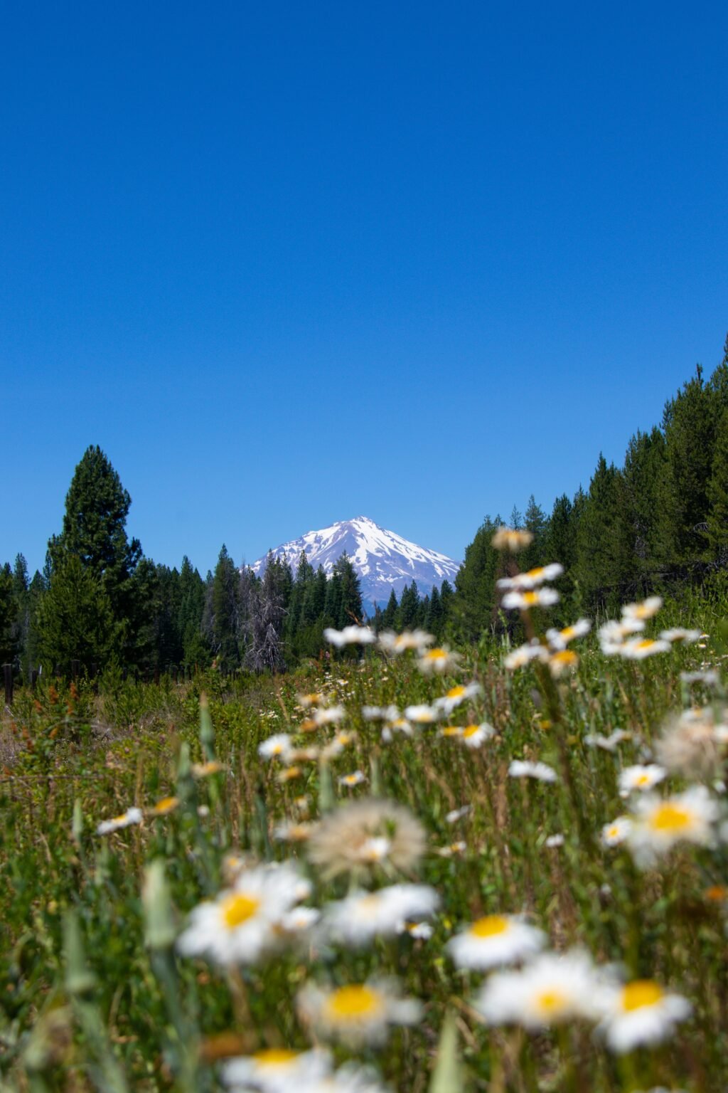 Exploring the Mysteries of Mount Shasta: Lemurian Crystal Beds and ...