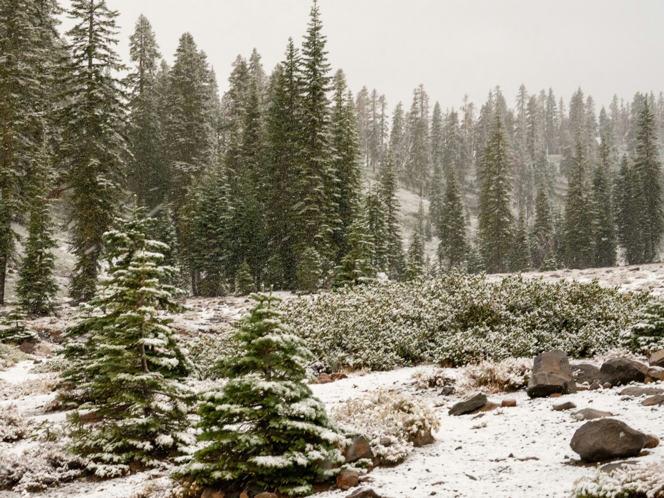 Are There Any Restaurants In Mount Shasta City?