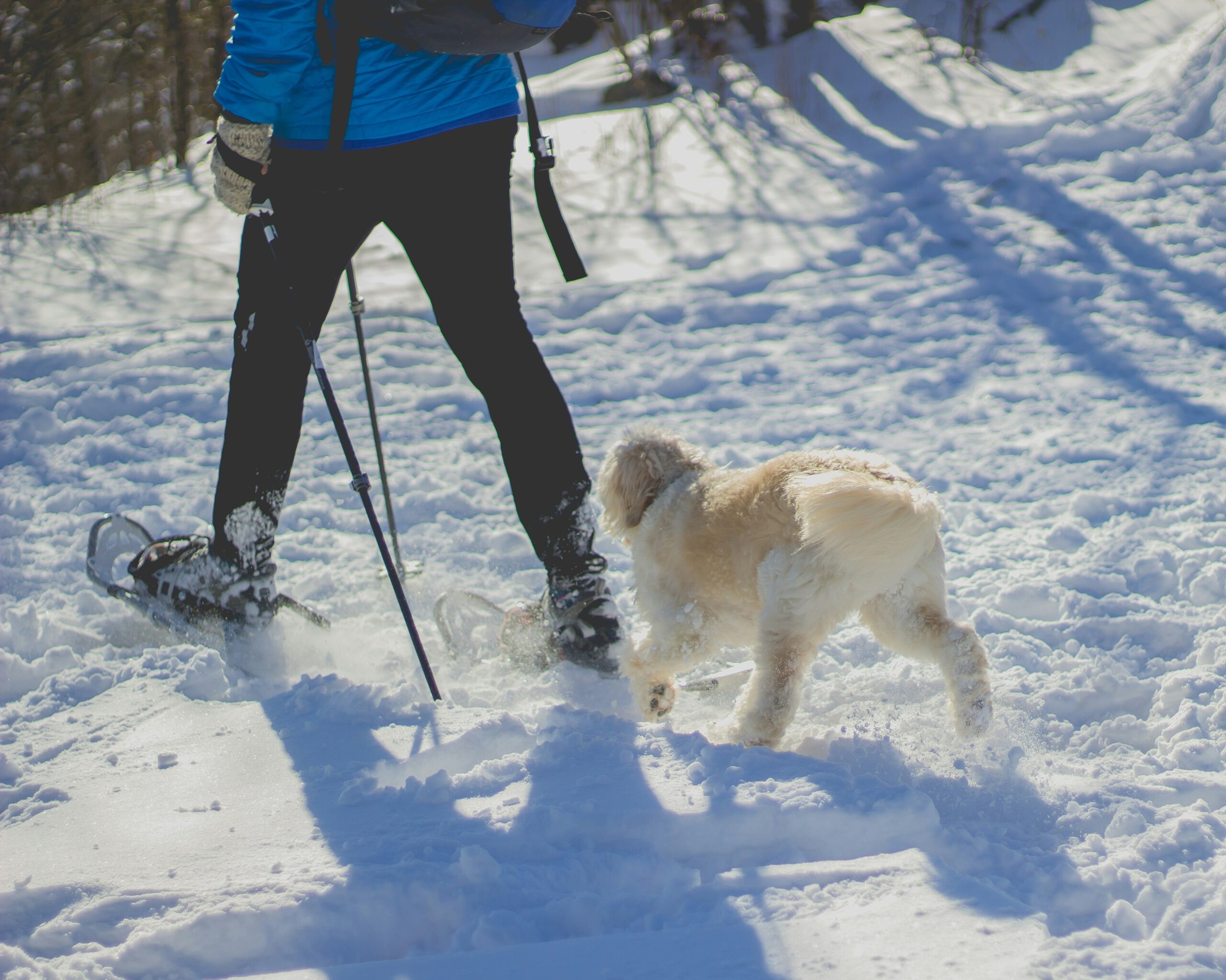 Explore the Snowshoeing Trails of Mount Shasta