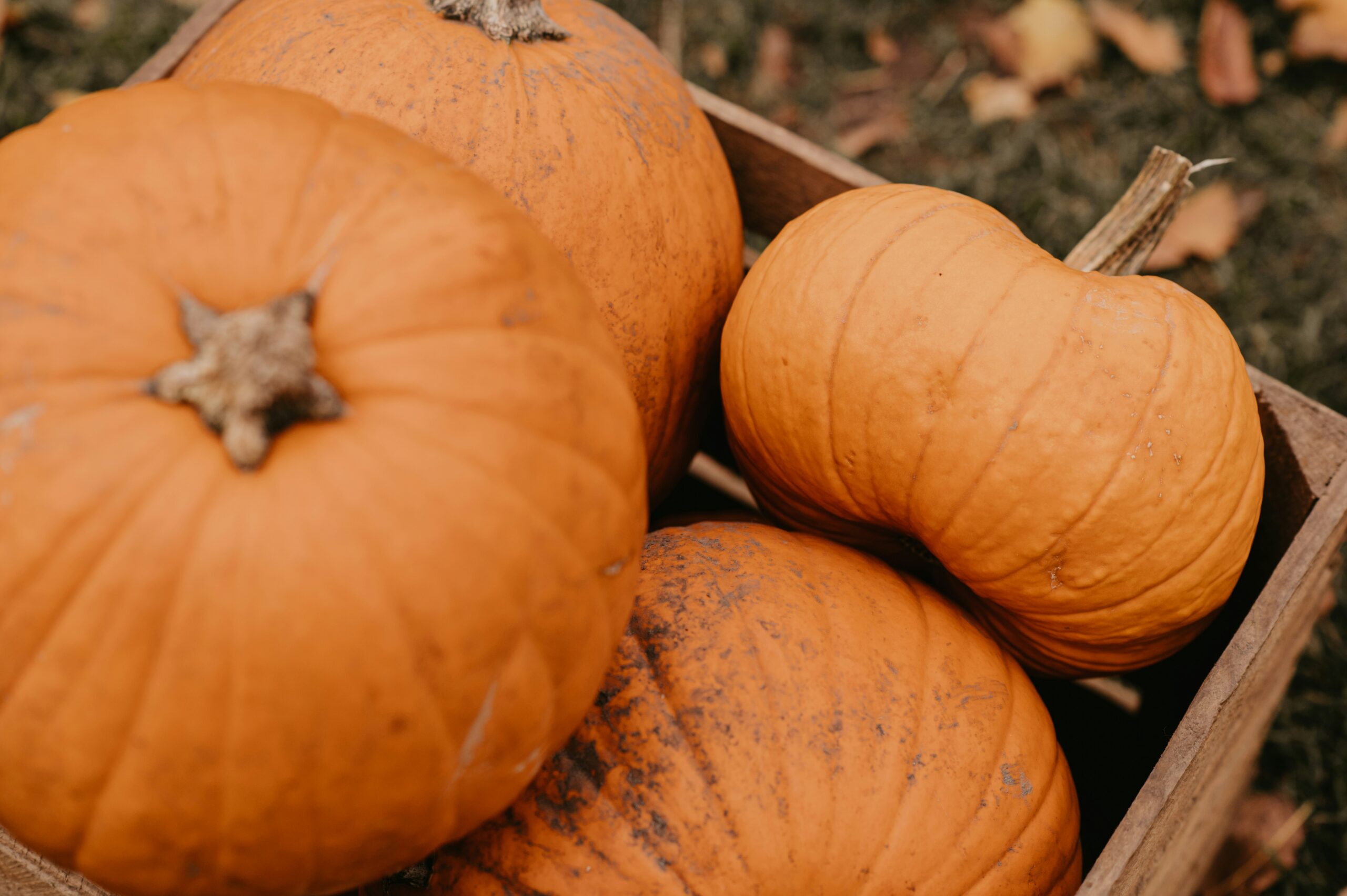 Take your children to Mount Shastas Pumpkin Patch