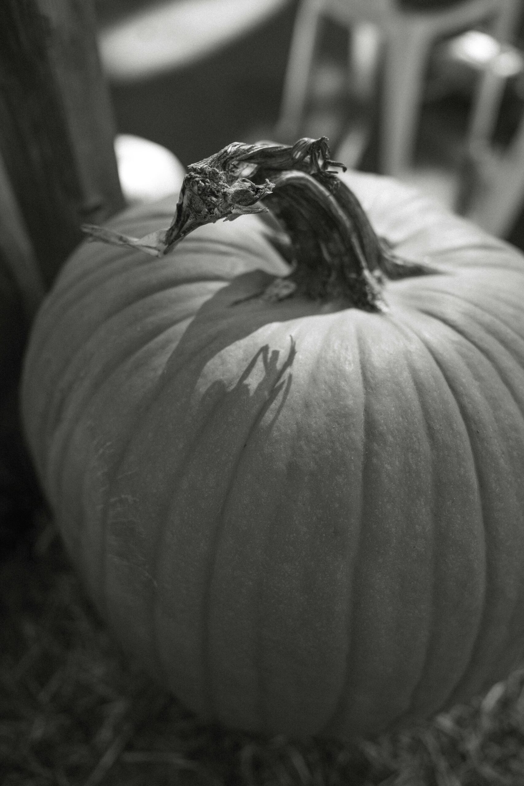 Take your children to Mount Shastas Pumpkin Patch