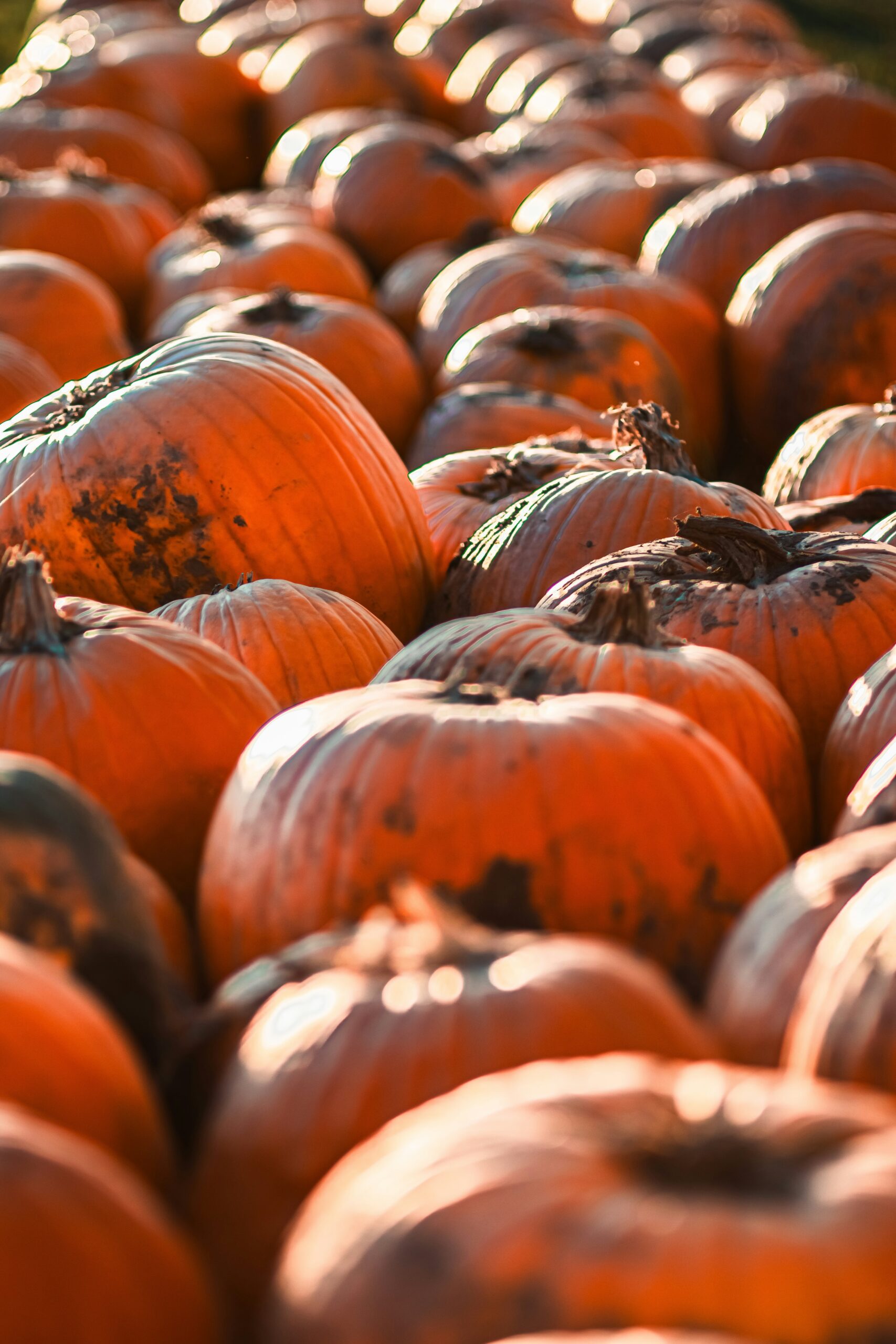 Take your children to Mount Shasta’s Pumpkin Patch