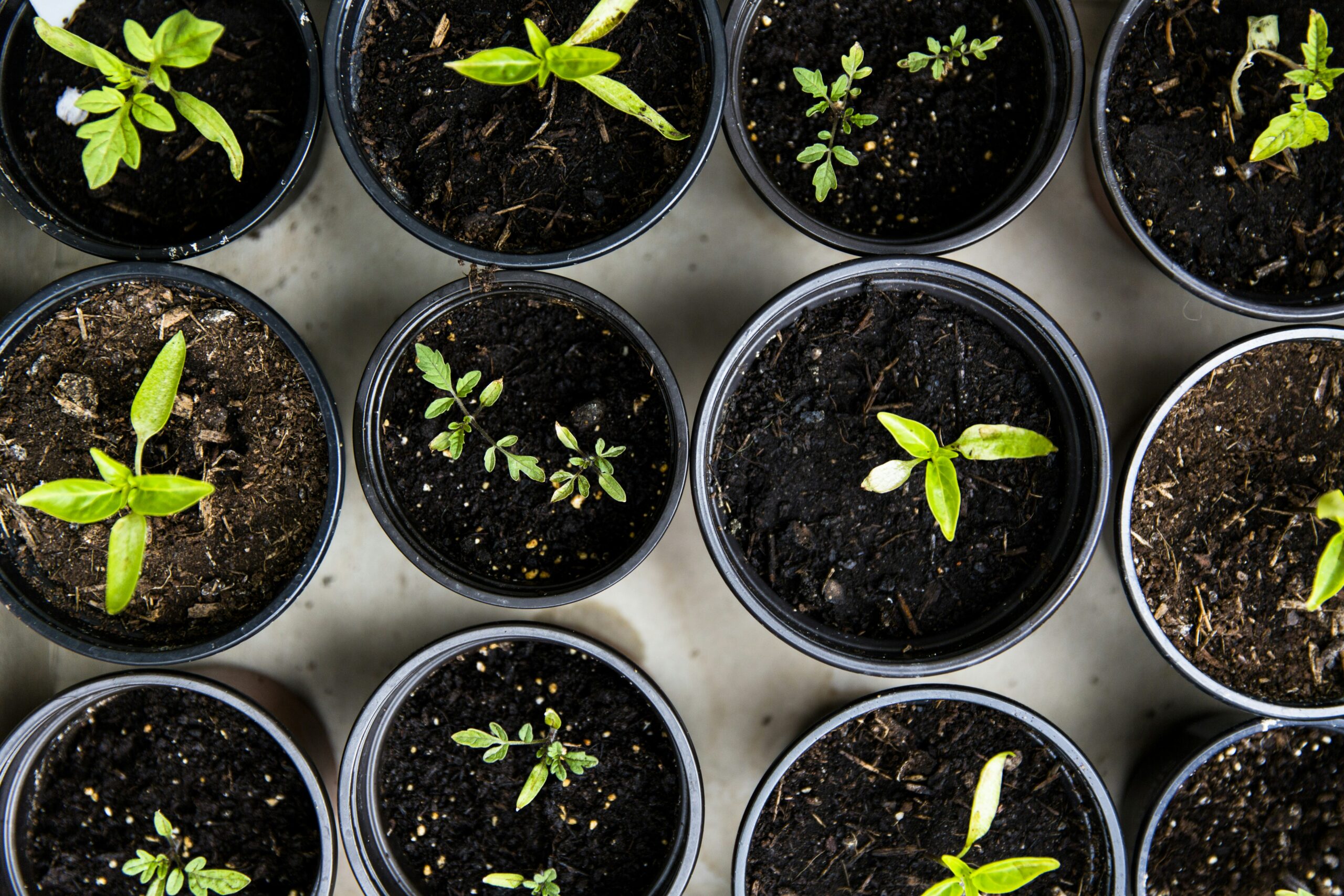 Can You Visit The Mount Shasta City Community Garden?