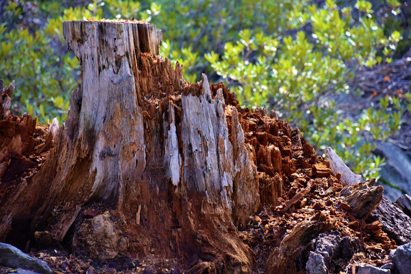 Mercantile Mountain and the Awkward Charm of Mount Shastas General Store