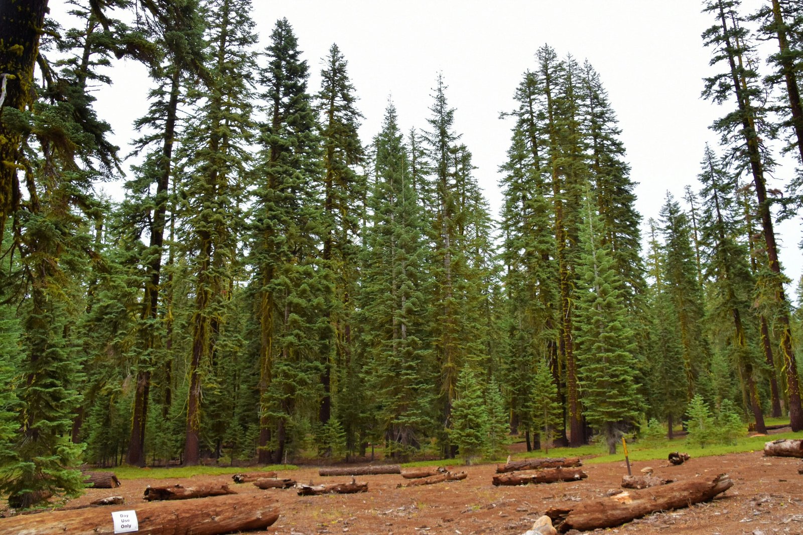 The Garden Tap and My Awkward Love Affair with Mount Shasta