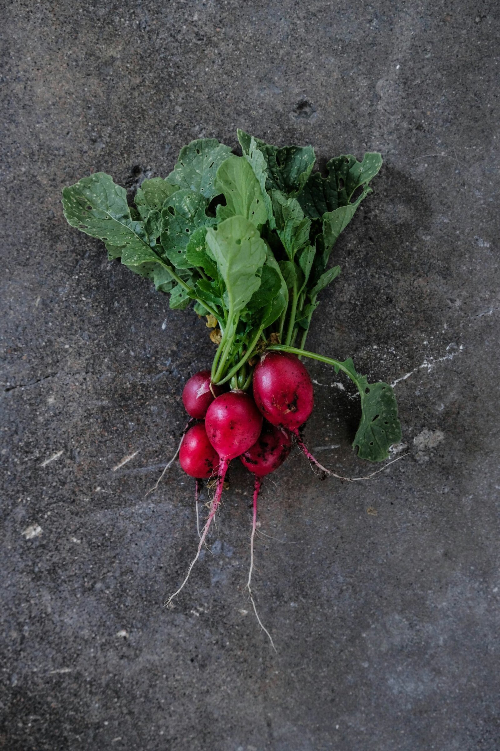 Mount Shasta Farmers Market and the Radish That Outshone My Love Life Mount Shasta Farmers Market and the Radish That Outshone My Love Life