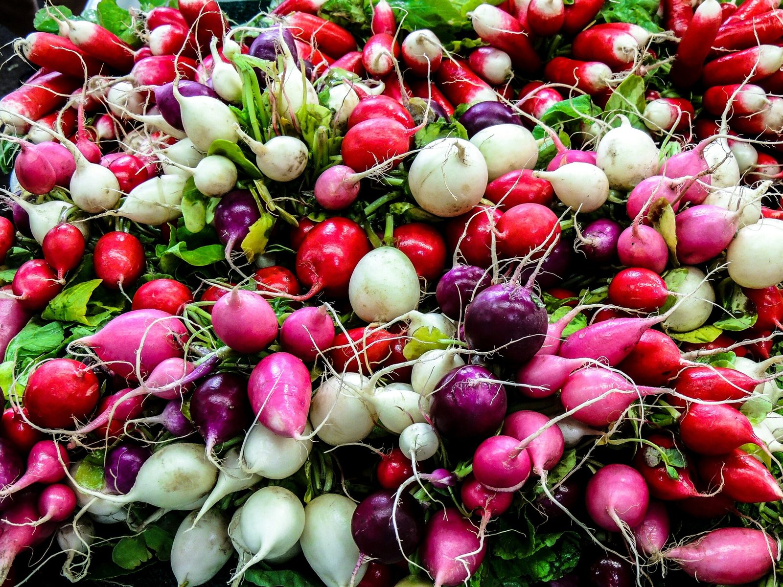 Mount Shasta Farmers Market and the Radish That Outshone My Love Life Mount Shasta Farmers Market and the Radish That Outshone My Love Life