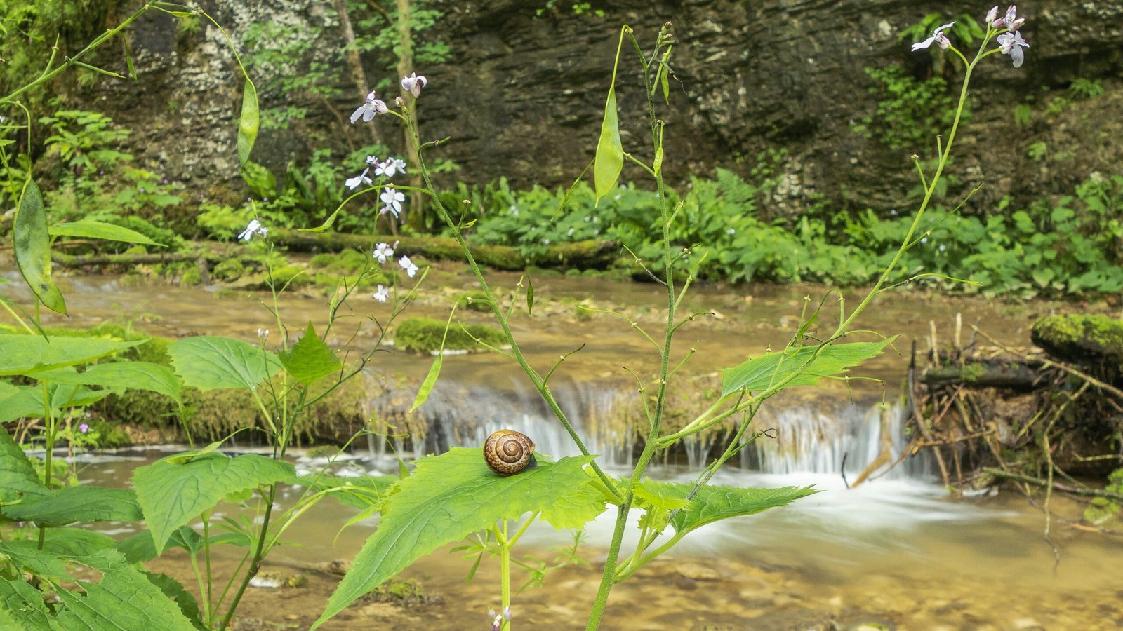 Learn about the Flora and Fauna on Guided Nature Walks: Best Learn about the Flora and Fauna on Guided Nature Walks: Best